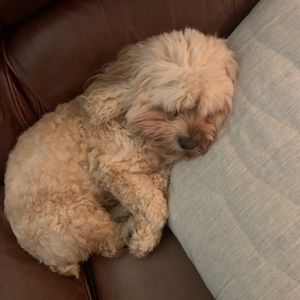 Meet your Posher, Meredith